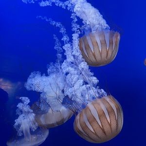 Meet your Posher, Bianca